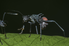 Polyrhachis armata