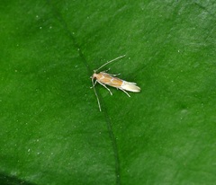 Labdia citracma
