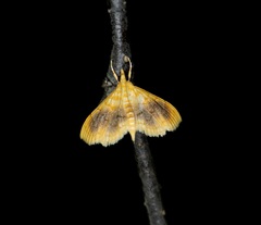 Mabra eryxalis