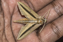 Theretra silhetensis