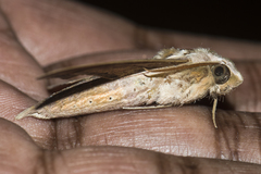 Theretra silhetensis