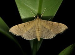 Omiodes pernitescens