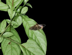 Omiodes pernitescens