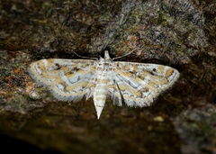 Parapoynx diminutalis