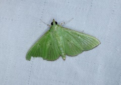 Parotis punctiferalis