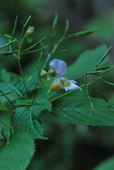Impatiens edgeworthii