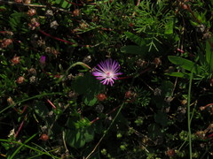 Lampranthus filicaulis