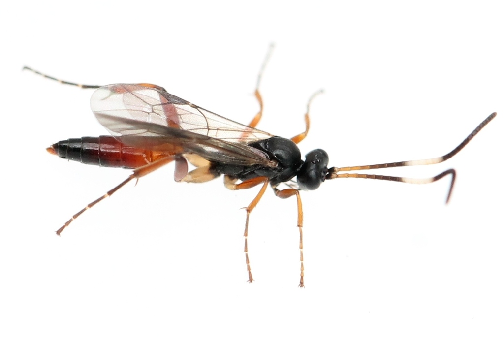 Oxytorinae