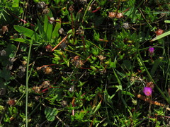 Lampranthus filicaulis