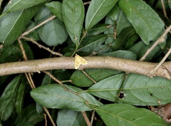 Conogethes punctiferalis