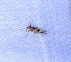 Pyroderces