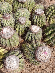 Melocactus curvispinus