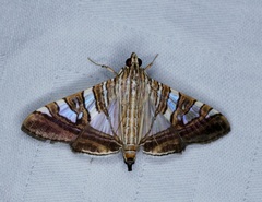 Glyphodes stolalis