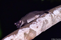 Arctogalidia trivirgata