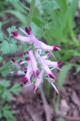 Fumaria muralis muralis