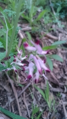 Fumaria muralis muralis