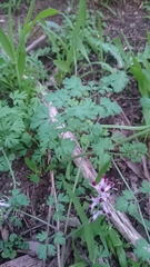 Fumaria muralis muralis