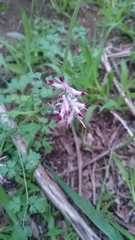 Fumaria muralis muralis