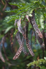 Gleditsia triacanthos