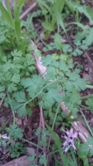 Fumaria muralis muralis