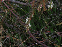 Struthiola dodecandra
