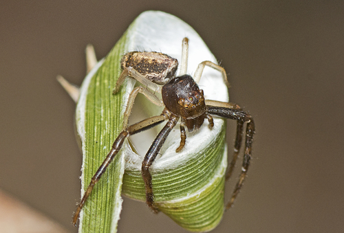 Variable Tmarus (Tmarus variabilis) · iNaturalist