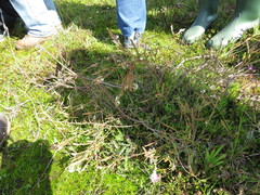 Struthiola dodecandra