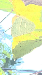 Catopsilia pyranthe