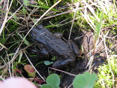 Vandijkophrynus angusticeps