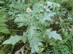 Golovinomyces echinopis