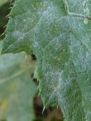 Golovinomyces echinopis