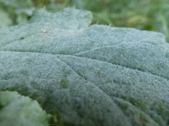 Golovinomyces echinopis