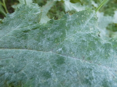 Golovinomyces echinopis