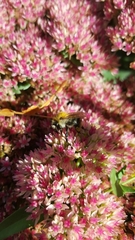 Bombus pascuorum