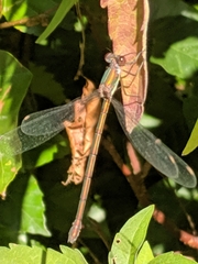Chalcolestes viridis