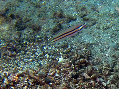 Valenciennea helsdingenii