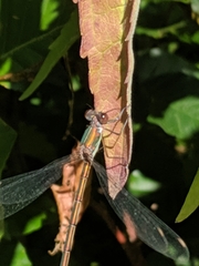 Chalcolestes viridis