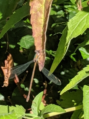Chalcolestes viridis