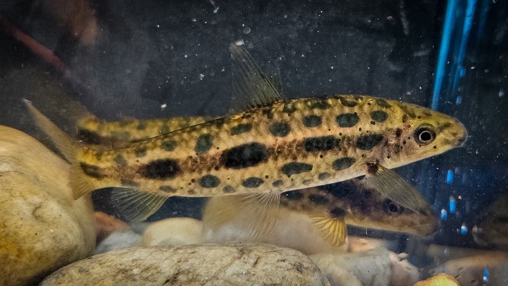 Leporinus multimaculatus