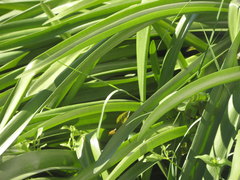Agapanthus praecox