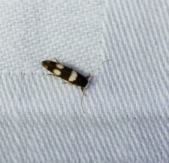 Stathmopoda paradiplaspis