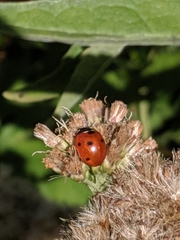 Coccinella septempunctata