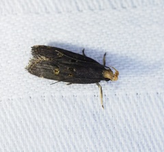 Pexicopia melitolicna