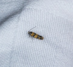 Promalactis lobatifera