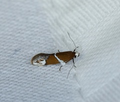 Promalactis longiuncata