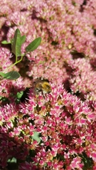 Bombus pascuorum