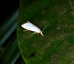 Pseudargyria interruptella