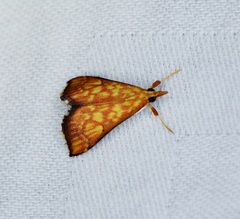 Pyrausta ignealis
