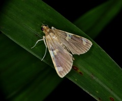 Rehimena phrynealis