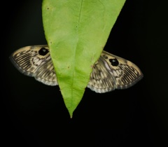 Rhimphaliodes macrostigma